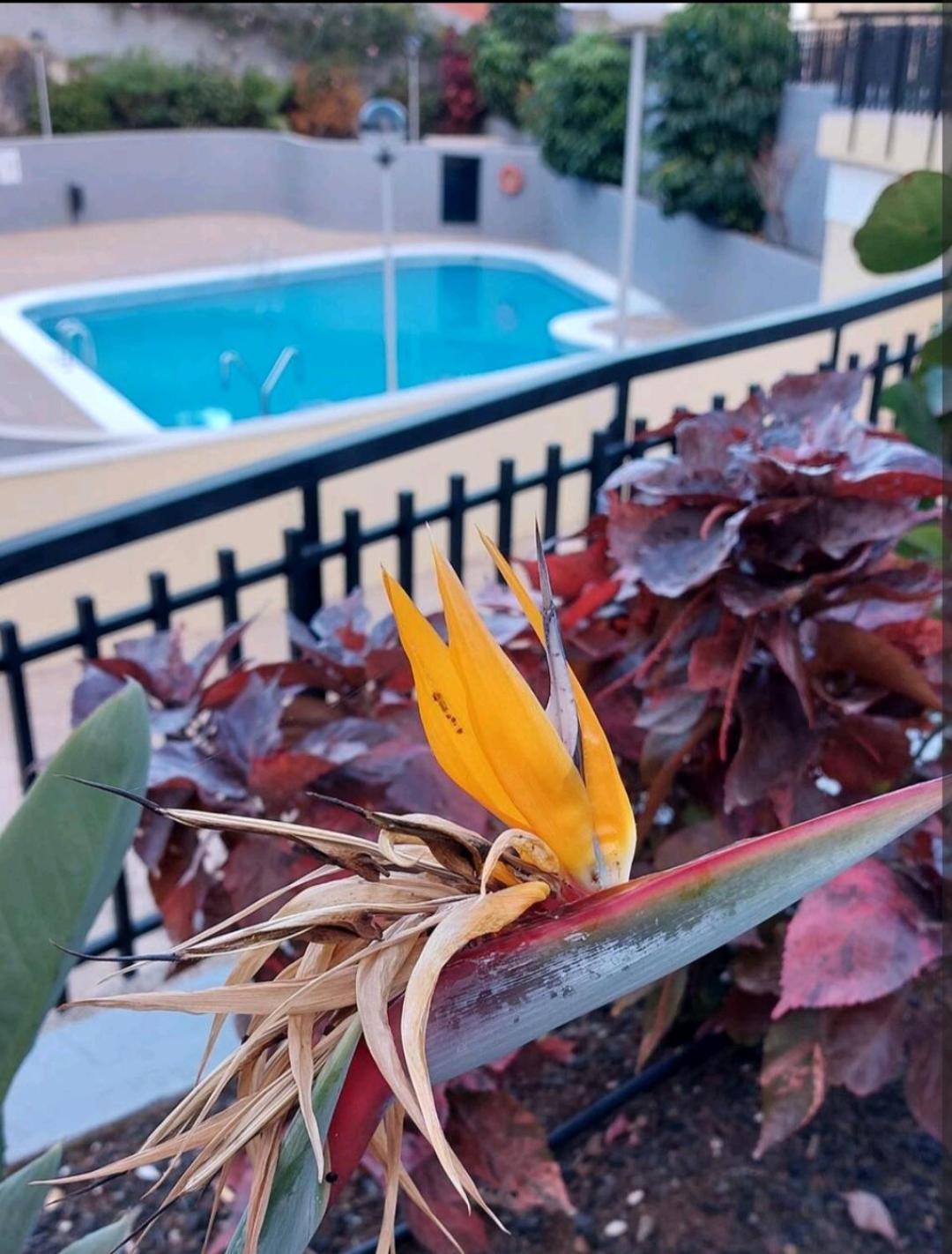 Appartement Balcon Atlantida à Candelaria Extérieur photo